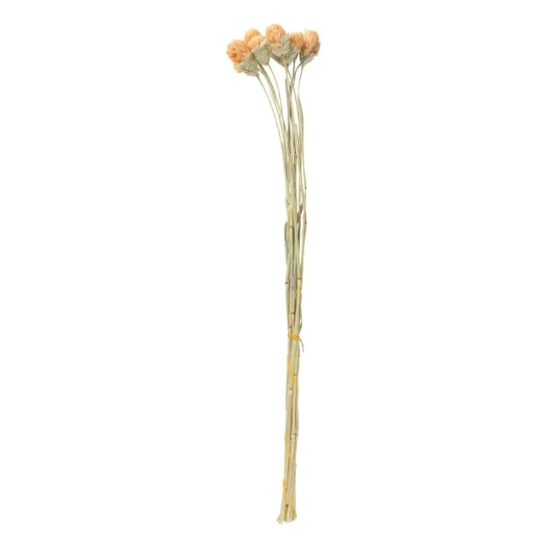 Droogbloemen - diverse varianten - 38 cm