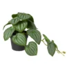 Kunstplant peperomia - 17 cm