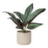 Plant in pot - ø10.5x26 cm - diverse varianten