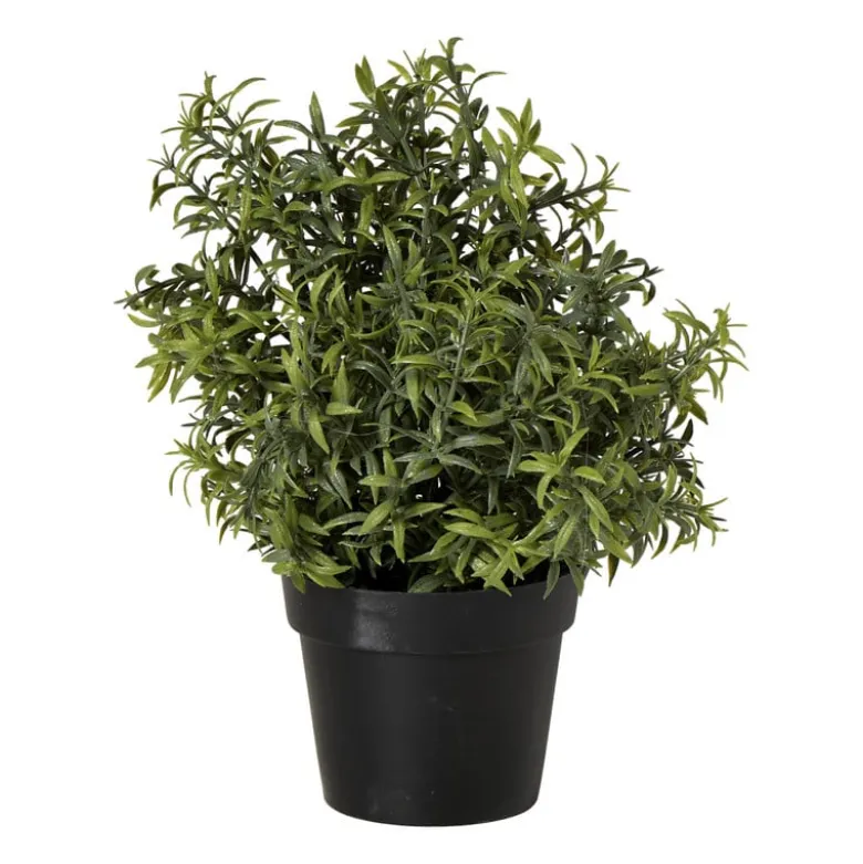 Rozemarijn plantje in pot - groen - ø25x25 cm