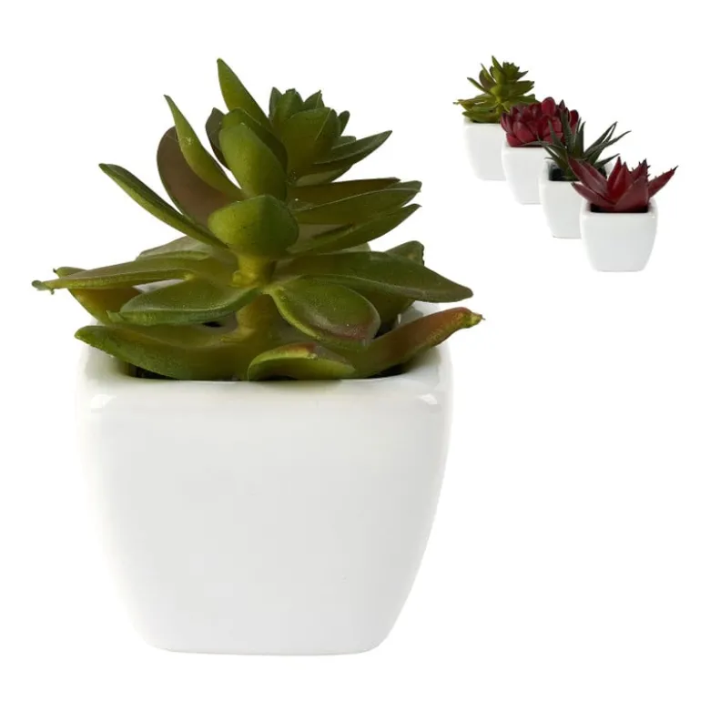 Vetplantjes - klein in pot - diverse varianten