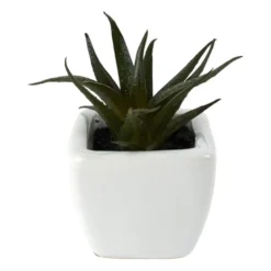 Vetplantjes - klein in pot - diverse varianten