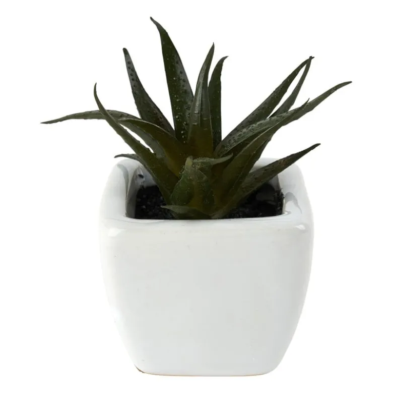 Vetplantjes - klein in pot - diverse varianten