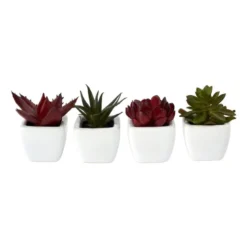 Vetplantjes - klein in pot - diverse varianten